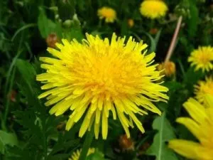 Maslačak cvet - Taraxacum Officinale