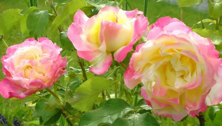 Ruža Duplo zadovoljstvo Double delight rose Peace Ruža Duplo zadovoljstvo - Double delight (rose Peace)