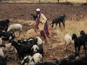 Afrikanac i njegovo stado koza