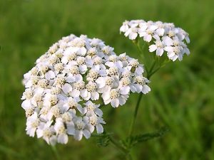Hajdučka trava  Achillea Millefolium Domaća apoteka u kući