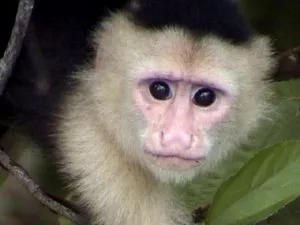 Kapucin majmun-capuchin-monkey