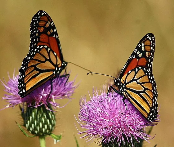 Dva leptira - leptiri ljubavnici kompozicija