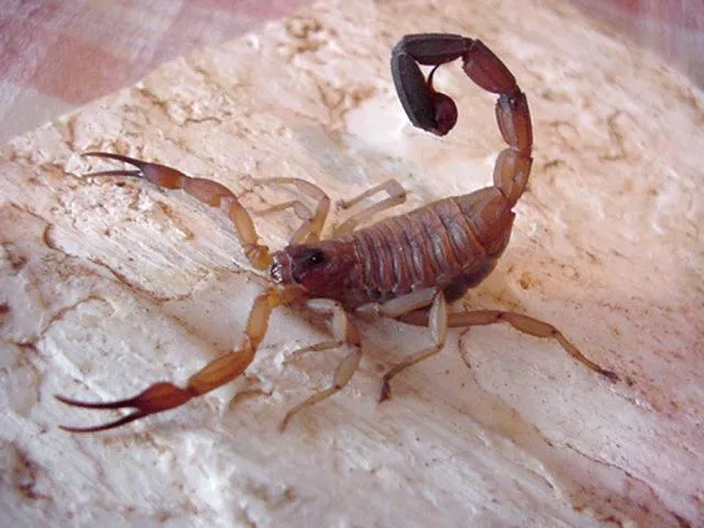 Otrov škorpiona kao lek protiv kancera i kubanski lek za rak Vidatox Otrov škorpiona kao lek protiv kancera i kubanski lek za rak Vidatox