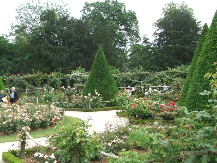 Bagatelle rose garden Paris France small part