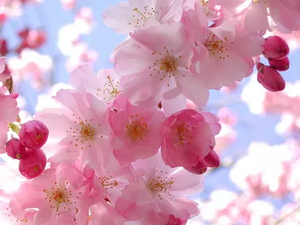 Japanska trešnja japanese cherry-blossoms-wallpaper-hd Japanska trešnja