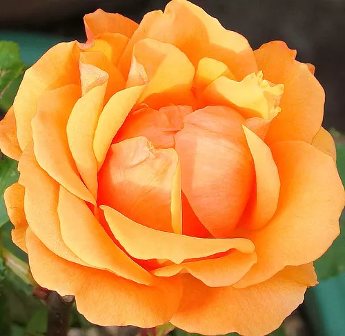 Narandžasta hibridna čajevka ruža Simply the best orange rose