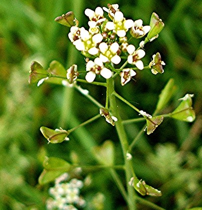 Rusomača Čobanska Pastirska torbica Capsella bursa pastoris