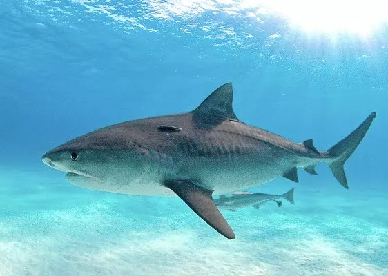 Ajkula u moru ajkulina hrskavica lek za rak