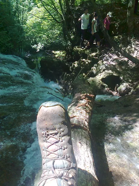 Nacionalni park Nera-Rumunija staro drvo