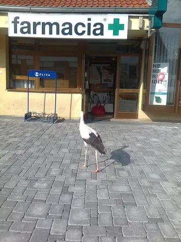 Roda i apoteka - kada pticu rodu zaboli glava