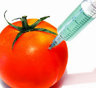 GMO tomato genetically modified organisms food vegetable