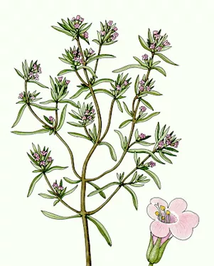 Satureja montana Traditional herbal medicine plants Dr Redžić Satureja montana Traditional herbal medicine plants Dr Redžić