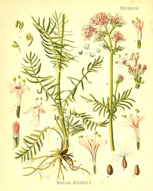 Valeriana officinalis Odoljen prirodni biljni lekovi za smirenje lek