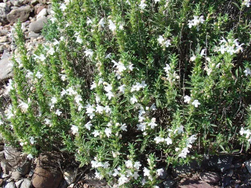 Rtanjski čaj - Satureja Montana i Čubar - Satureja Hortensis L. Rtanjski čaj - Satureja Montana i Čubar - Satureja Hortensis L.