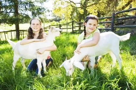 Kozje mleko, sir i jogurt - predrasude i istine o kozjem mleku Kozje mleko, sir i jogurt - predrasude i istine o kozjem mleku