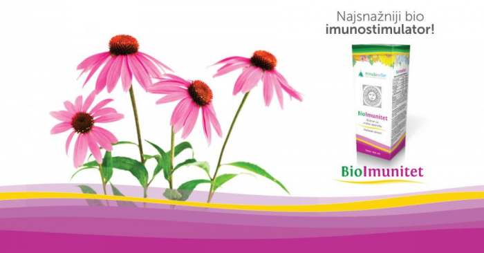 BioImunitet kapi od ehinaceae