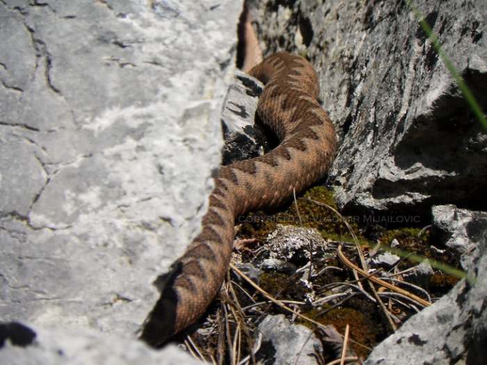 Poskok, kanjon Mileševke   Photo by Vladimir Mijailovic