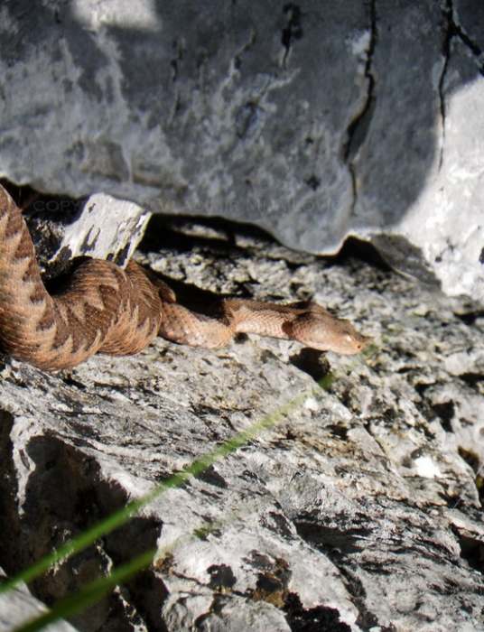 Poskok, kanjon Mileševke   Photo by Vladimir Mijailovic