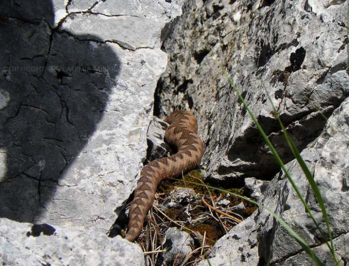 Poskok, kanjon Mileševke   Photo by Vladimir Mijailovic