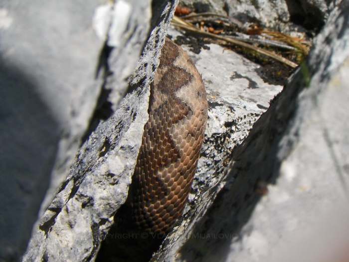 Poskok, kanjon Mileševke   Photo by Vladimir Mijailovic