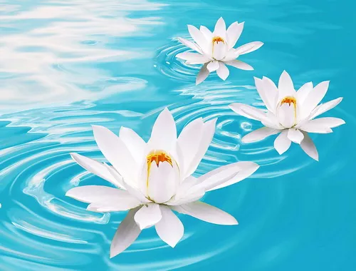 Kako uživati u životu - mali rituali sreće i cvetovi lotusa Kako uživati u životu - mali rituali sreće i cvetovi lotusa