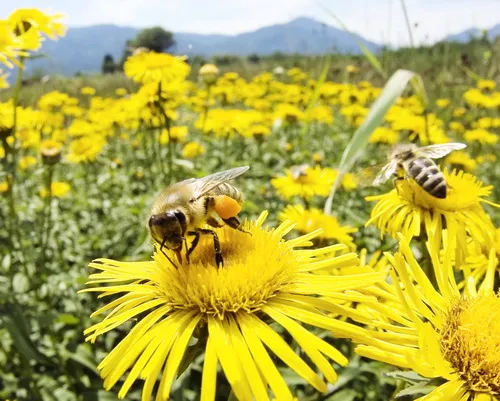Pčele i muve ili dve vrste ljudi - pčela na cvetu na livadi Pčele i muve ili dve vrste ljudi pčela na cvetu na livadi