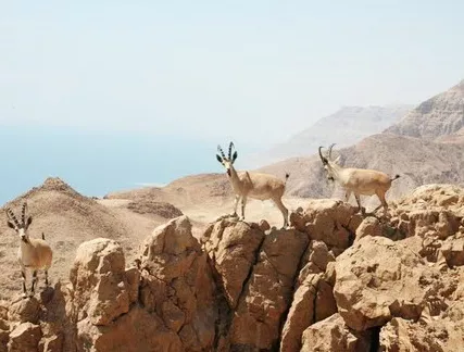Starac sa Golije i njegova mudra pouka o životu Divokoze na stenama Starac sa Golije i njegova mudra pouka o životu Divokoze na stenama