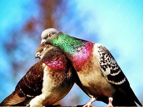 Željo moja kada bih mogla biti nešto drugo bila bih muzika - pesma Zorice Sentić Željo moja kada bih mogla biti nešto drugo bila bih muzika - pesma Zorice Sentić