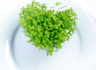 Gojaznost i glad. Problematična zemljoradnja i hrana. Milijarda gojaznih i gladnih u svetu! Gojaznost i glad. Problematična zemljoradnja i hrana. Milijarda gojaznih i gladnih u svetu!