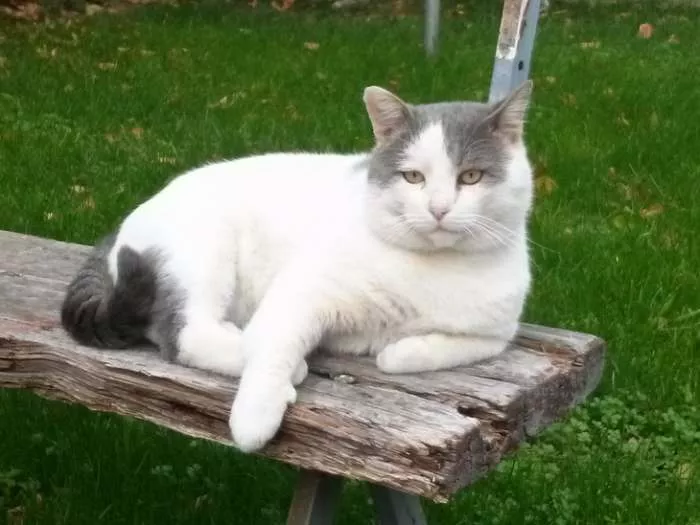 Moj novi učitelj života i muškosti - mačor Miša pravi mužjak se odmara Moj novi učitelj života i muškosti - mačor Miša pravi mužjak se odmara