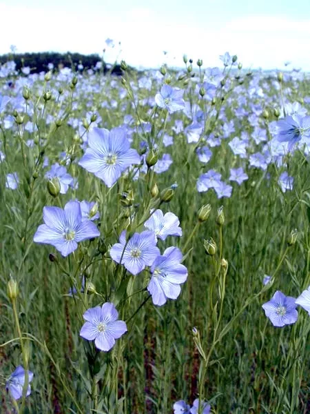 Лён - Скромный, кудрявый, особо ценный Лён - Скромный, кудрявый, особо ценный