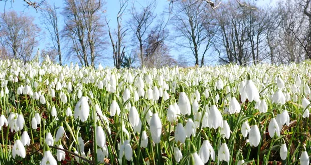 PROCVETALE VISIBABE NA FRUŠKOJ GORI polje visibaba PROCVETALE VISIBABE NA FRUŠKOJ GORI polje visibaba