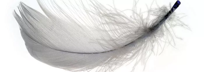 Pero koje stvara ravnotežu - majstorski nastup kineskinje Pero koje stvara ravnotežu - majstorski nastup kineskinje