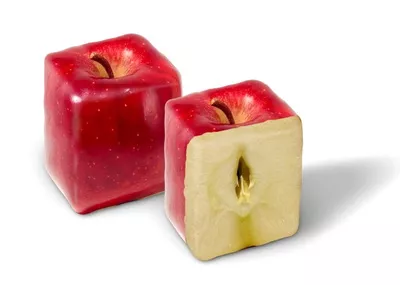 The Threats of Genetically Modified Organisms - GMO dangers The Threats of Genetically Modified Organisms - GMO dangers