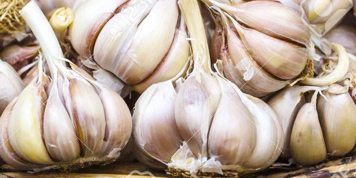 Beli-luk-u-narodnoj-medicini-i-tradiciji-Veselin-Čajkanović Beli-luk-u-narodnoj-medicini-i-tradiciji-Veselin-Čajkanović