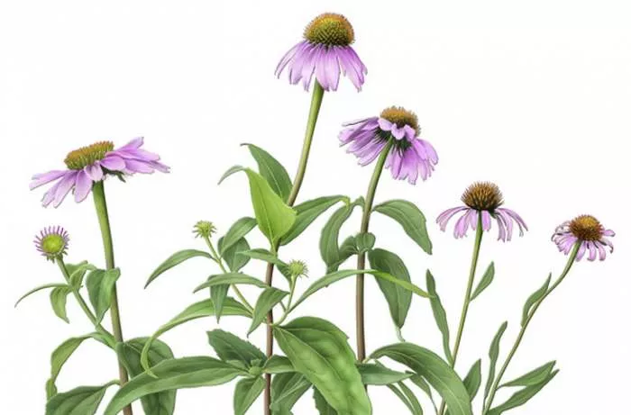 Najbolji prirodni antibiotici – najači biljni antiobiotik za infekcije spolja i iznutra Echinacea Najbolji prirodni antibiotici – najači biljni antiobiotik za infekcije spolja i iznutra Echinacea