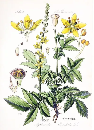 Petrovac ili Turica - Agrimonia Eupatoria L za dobar glas pevača Petrovac ili Turica - Agrimonia Eupatoria L za dobar glas pevača