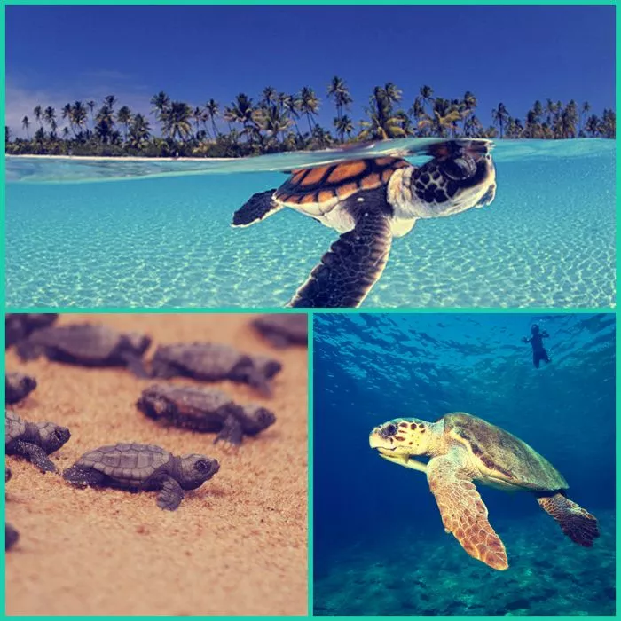 Šta ne smete propustiti u Grčkoj kornjače Caretta Caretta Šta ne smete propustiti u Grčkoj kornjače Caretta Caretta