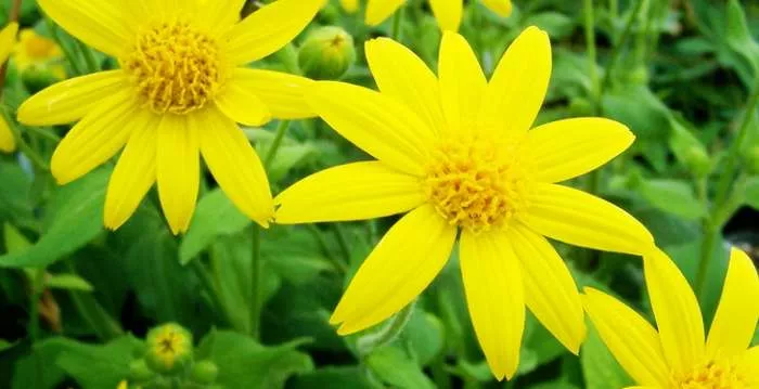 Najbolje lekovite biljke za bolju cirkulaciju krvi, kapilare i hemoroide Najbolje lekovite biljke za bolju cirkulaciju krvi, kapilare i hemoroide