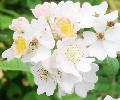 U djul bašti - peva Mehmed Meho Puzić