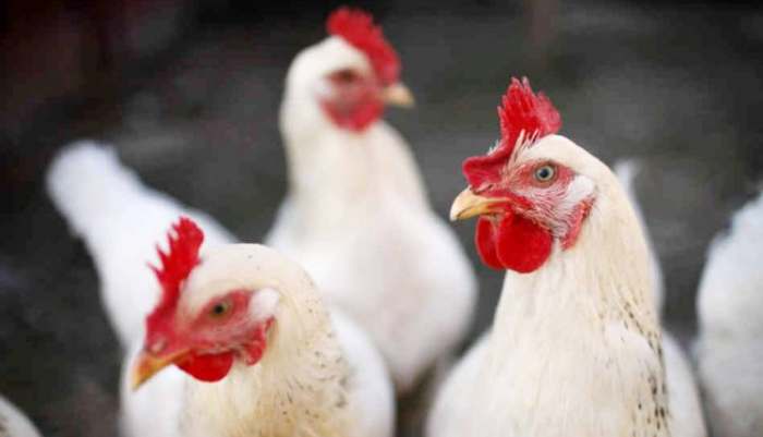 MEKDONALD'S PRODAJE GMO PILETINU
