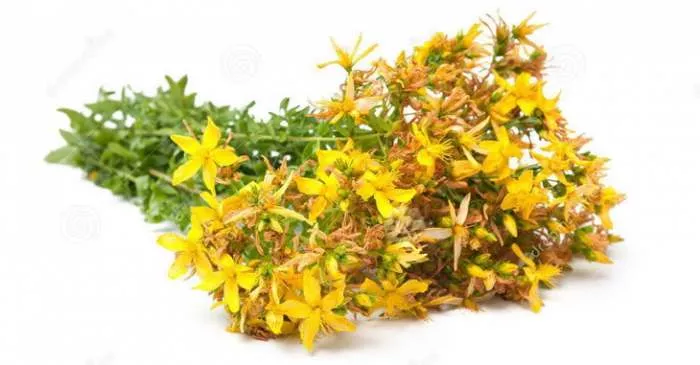 Najbolja krema za opekotine od sunčanja i ožiljke BioBalsam hypericum-perforatum Najbolja krema za opekotine od sunčanja i ožiljke BioBalsam hypericum-perforatum