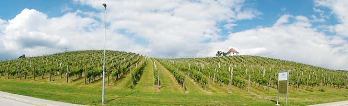 Vinarija i vinogradi Zlati Grič Slovenske Konjice Slovenija