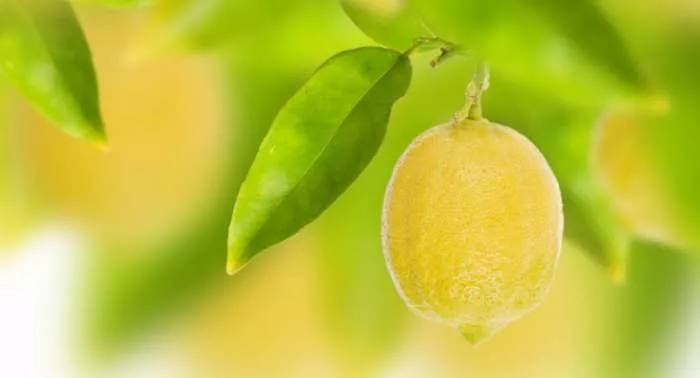 Limunovo drvo - kratka priča Mikser