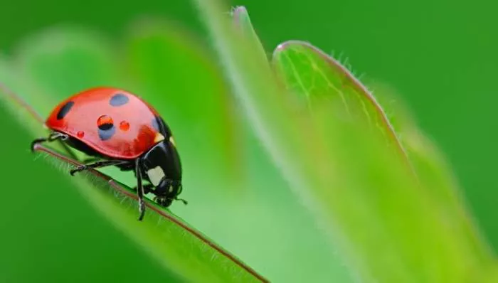 Nevidljiva i skrivena čuda prirodnog sveta