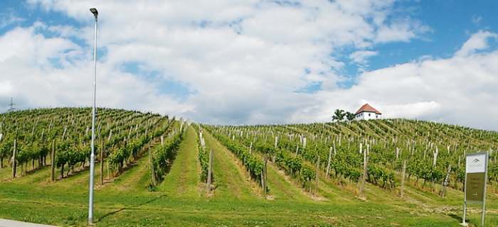 Poziv na Agro ekološko turističko putovanje u Sloveniju - vinogradi vinarije Zlati Grič grad Slovenske konjice Poziv na Agro ekološko turističko putovanje u Sloveniju - vinogradi vinarije Zlati Grič grad Slovenske konjice