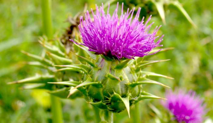 Silimarine - Silybum marianum or Carduus marianus (milk thistle)