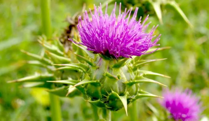 Silimarine - Silybum marianum or Carduus marianus (milk thistle) Silimarine - Silybum marianum or Carduus marianus (milk thistle)