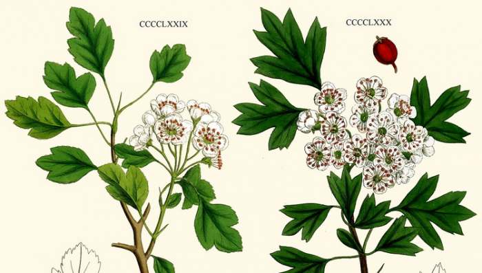 Glog i glogov kolac - narodna verovanja o Glogu Crataegus monogyna