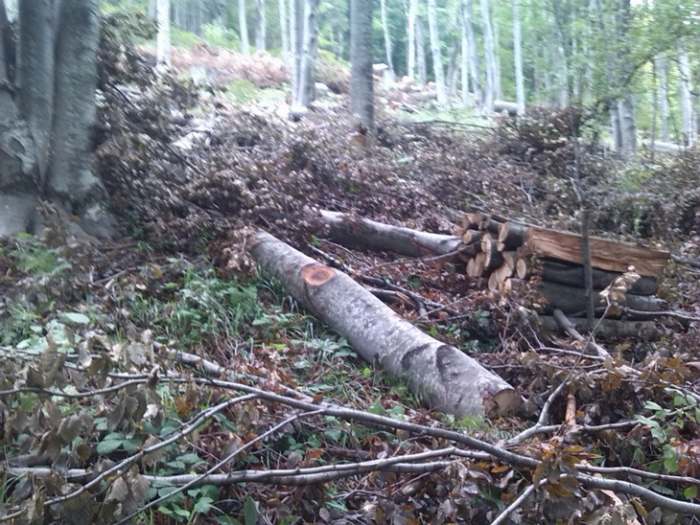 Jastrebac u magli planinarski uspon i detalji sa planine_06